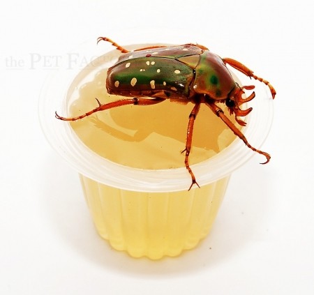 Beetle Jelly HP Honig 15Stk
