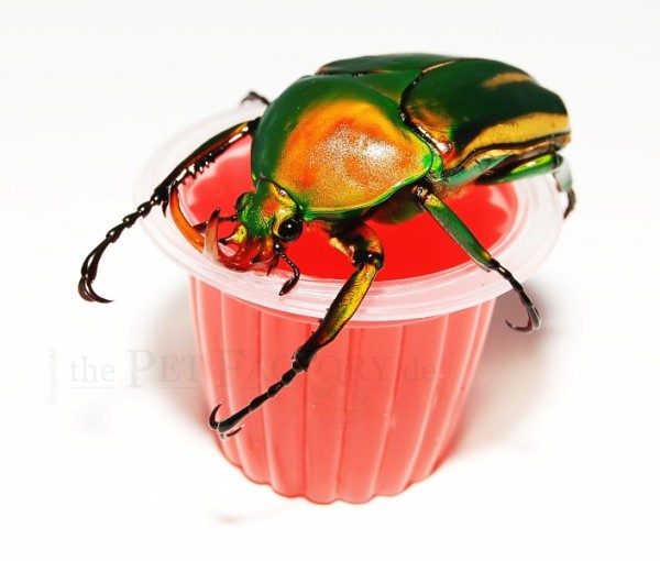 Beetle Jelly HP Erdbeere 15Stk