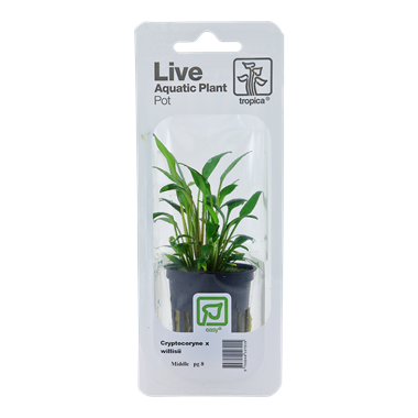 Cryptocoryne x willisii in Blisterverpackung