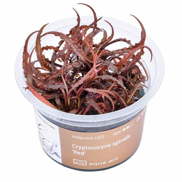 Cryptocoryne spiralis 'Red' In Vitro Limited collection