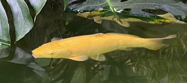 Koi Cyprinus carpio gelb-gold 40-50cm evt. karashigoi ca. 2019