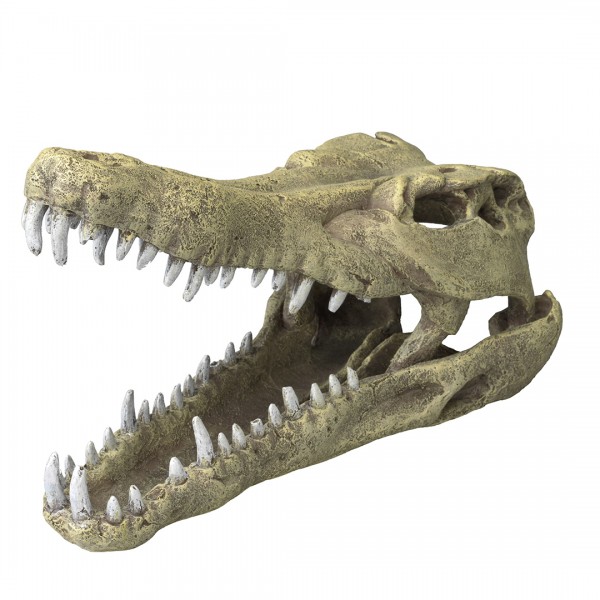 Krokodilkopf 32,5x17x20,5cm