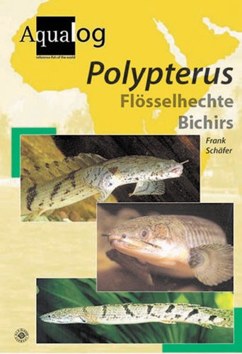 Polypterus Flösselhechte Bichirs