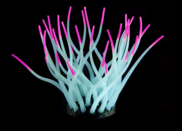 Fantasy PlantFLUO Anemone hellblau-pink 11cm