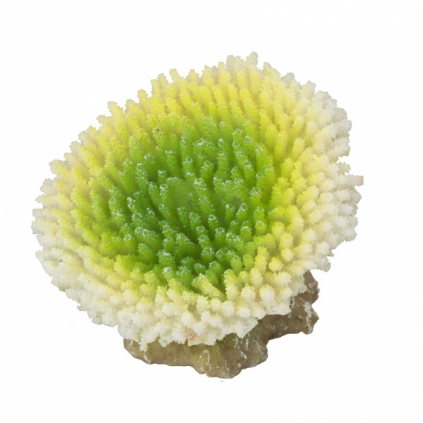 Coral Acropora Effloresence Lime ca 10,5x9x8cm
