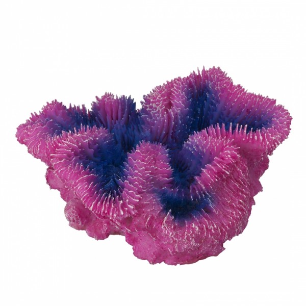 Coral Symphylia Purple ca 12x5x12cm