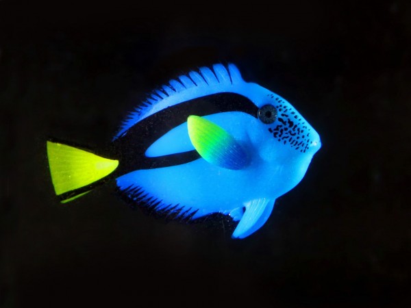 Schwimmender Doktorfisch blau 9x2,5x5,5cm