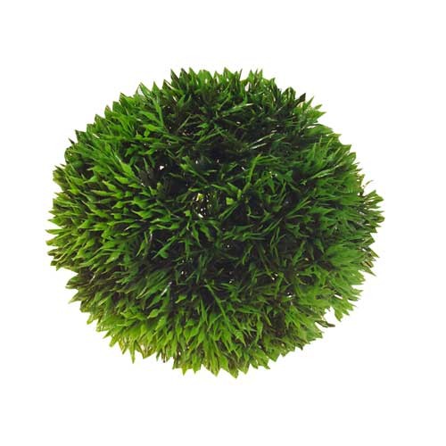 Künstlicher Plant XL Ball Ø13cm