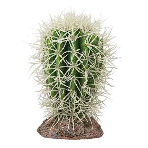 Kaktus Great Basin 8x8x12,5cm