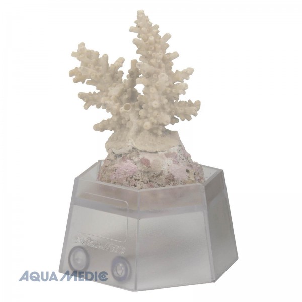 Korallenhalter Grösse flexibel einstellbar