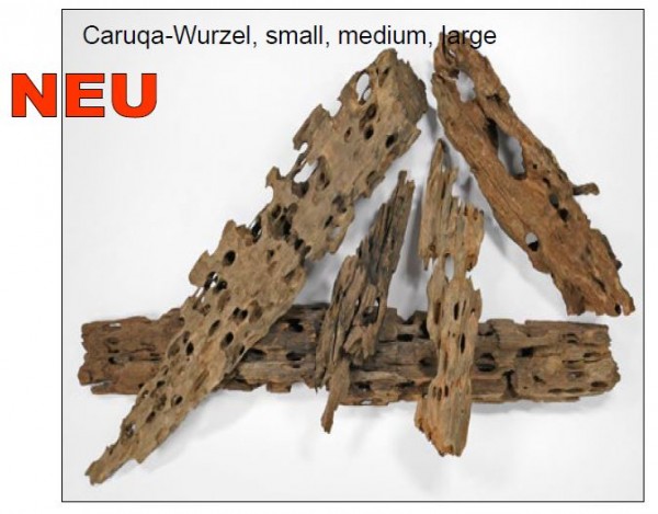 Caruqa-Wurzel medium