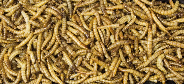 Mehlwürmer getrocknet 40g für Reptilien, Nager und Vögel