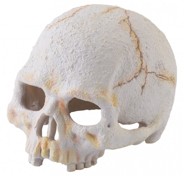 Primate Skull 9x11,5x8cm