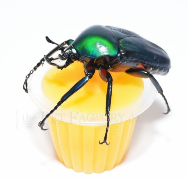 Beetle Jelly HP Mango 15Stk