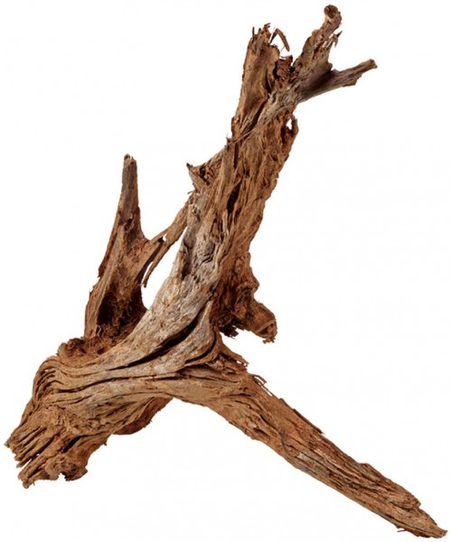 Wurzel Mangrove, Large 40-60cm